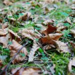 22.09.2020. Kielce. Początek kalendarzowej jesieni / Wiktor Taszłow / Radio Kielce