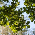 22.09.2020. Kielce. Początek kalendarzowej jesieni / Wiktor Taszłow / Radio Kielce