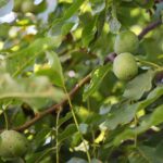 22.09.2020. Kielce. Początek kalendarzowej jesieni / Wiktor Taszłow / Radio Kielce