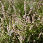 22.09.2020. Kielce. Początek kalendarzowej jesieni / Wiktor Taszłow / Radio Kielce