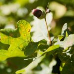 22.09.2020. Kielce. Początek kalendarzowej jesieni / Wiktor Taszłow / Radio Kielce