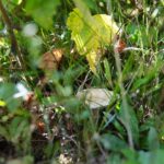 22.09.2020. Kielce. Początek kalendarzowej jesieni / Wiktor Taszłow / Radio Kielce