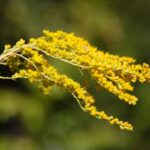 22.09.2020. Kielce. Początek kalendarzowej jesieni / Wiktor Taszłow / Radio Kielce