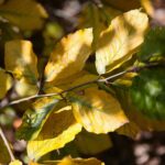 22.09.2020. Kielce. Początek kalendarzowej jesieni / Wiktor Taszłow / Radio Kielce