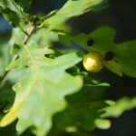 22.09.2020. Kielce. Początek kalendarzowej jesieni / Wiktor Taszłow / Radio Kielce