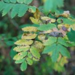 22.09.2020. Kielce. Początek kalendarzowej jesieni / Wiktor Taszłow / Radio Kielce