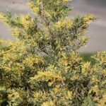 22.09.2020. Kielce. Początek kalendarzowej jesieni / Wiktor Taszłow / Radio Kielce