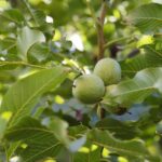 22.09.2020. Kielce. Początek kalendarzowej jesieni / Wiktor Taszłow / Radio Kielce