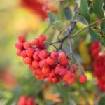 22.09.2020. Kielce. Początek kalendarzowej jesieni / Wiktor Taszłow / Radio Kielce