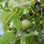 22.09.2020. Kielce. Początek kalendarzowej jesieni / Wiktor Taszłow / Radio Kielce