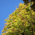 22.09.2020. Kielce. Początek kalendarzowej jesieni / Wiktor Taszłow / Radio Kielce