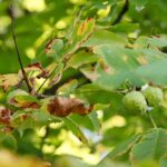 22.09.2020. Kielce. Początek kalendarzowej jesieni / Wiktor Taszłow / Radio Kielce