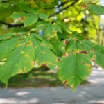 22.09.2020. Kielce. Początek kalendarzowej jesieni / Wiktor Taszłow / Radio Kielce