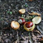 22.09.2020. Kielce. Początek kalendarzowej jesieni / Wiktor Taszłow / Radio Kielce