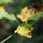 22.09.2020. Kielce. Początek kalendarzowej jesieni / Wiktor Taszłow / Radio Kielce