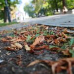 22.09.2020. Kielce. Początek kalendarzowej jesieni / Wiktor Taszłow / Radio Kielce