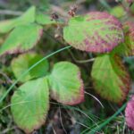 22.09.2020. Kielce. Początek kalendarzowej jesieni / Wiktor Taszłow / Radio Kielce