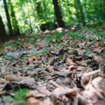 22.09.2020. Kielce. Początek kalendarzowej jesieni / Wiktor Taszłow / Radio Kielce