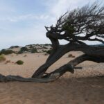 Sardynia / Danuta Rasała