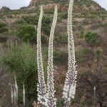 Sardynia / Danuta Rasała