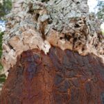 Sardynia / Danuta Rasała