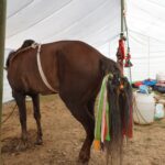 Tybet. Kham / Mariola Maćko