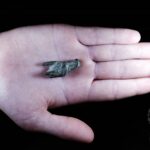 25.11.2020. Głowa wilka z brązu / Łukasz Miechowicz / archiwum prywatne