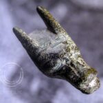 25.11.2020. Głowa wilka z brązu / Łukasz Miechowicz / archiwum prywatne