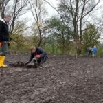 12.11.2020. Bełzów. Sadzenie drzew miododajnych / UMiG Skalbmierz