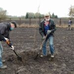 12.11.2020. Bełzów. Sadzenie drzew miododajnych / UMiG Skalbmierz