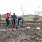 12.11.2020. Bełzów. Sadzenie drzew miododajnych / UMiG Skalbmierz