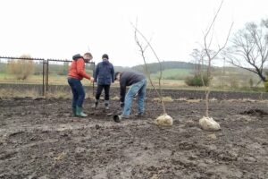 12.11.2020. Bełzów. Sadzenie drzew miododajnych / UMiG Skalbmierz