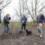12.11.2020. Bełzów. Sadzenie drzew miododajnych / UMiG Skalbmierz
