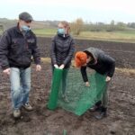 12.11.2020. Bełzów. Sadzenie drzew miododajnych / UMiG Skalbmierz