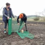 12.11.2020. Bełzów. Sadzenie drzew miododajnych / UMiG Skalbmierz