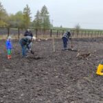 12.11.2020. Bełzów. Sadzenie drzew miododajnych / UMiG Skalbmierz