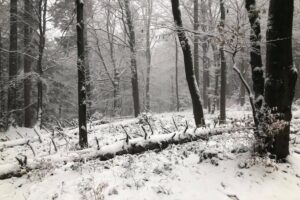 29.11.2020. Święty Krzyż. Zima na Świętym Krzyżu / Robert Felczak / Radio Kielce