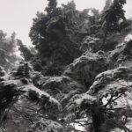 29.11.2020. Święty Krzyż. Zima na Świętym Krzyżu / Robert Felczak / Radio Kielce