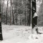 29.11.2020. Święty Krzyż. Zima na Świętym Krzyżu / Robert Felczak / Radio Kielce