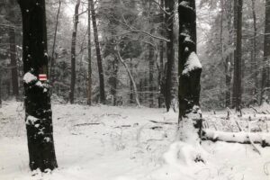 29.11.2020. Święty Krzyż. Zima na Świętym Krzyżu / Robert Felczak / Radio Kielce