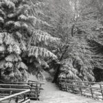 29.11.2020. Święty Krzyż. Zima na Świętym Krzyżu / Robert Felczak / Radio Kielce