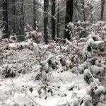 29.11.2020. Święty Krzyż. Zima na Świętym Krzyżu / Robert Felczak / Radio Kielce