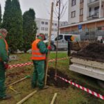 10.11.2020. Kielce. Sadzenie drzew w Parku Kielczan / RPZiUK