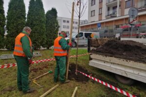 10.11.2020. Kielce. Sadzenie drzew w Parku Kielczan / RPZiUK