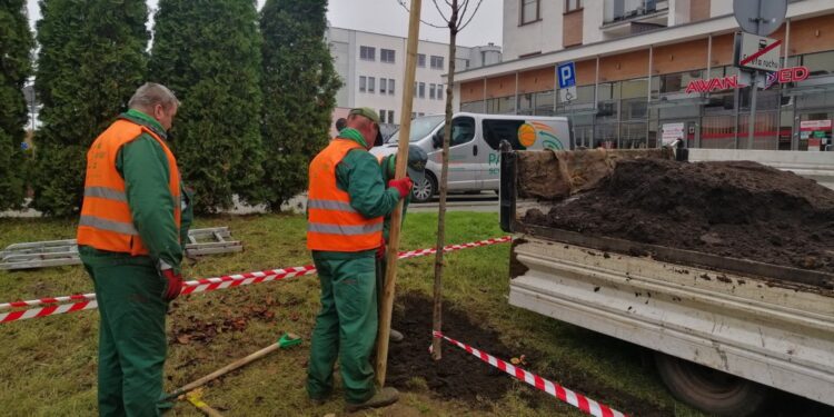 10.11.2020. Kielce. Sadzenie drzew w Parku Kielczan / RPZiUK