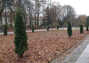 Wycinka tuj w parku Planty / Edyta Wołosik / Radio Białystok