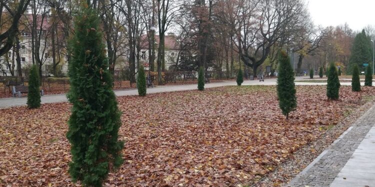 Wycinka tuj w parku Planty / Edyta Wołosik / Radio Białystok