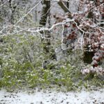 29.11.2020. Zima w Górach Świętokrzyskich / Robert Felczak / Radio Kielce