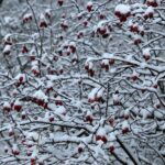 29.11.2020. Zima w Górach Świętokrzyskich / Robert Felczak / Radio Kielce