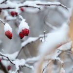 29.11.2020. Zima w Górach Świętokrzyskich / Robert Felczak / Radio Kielce